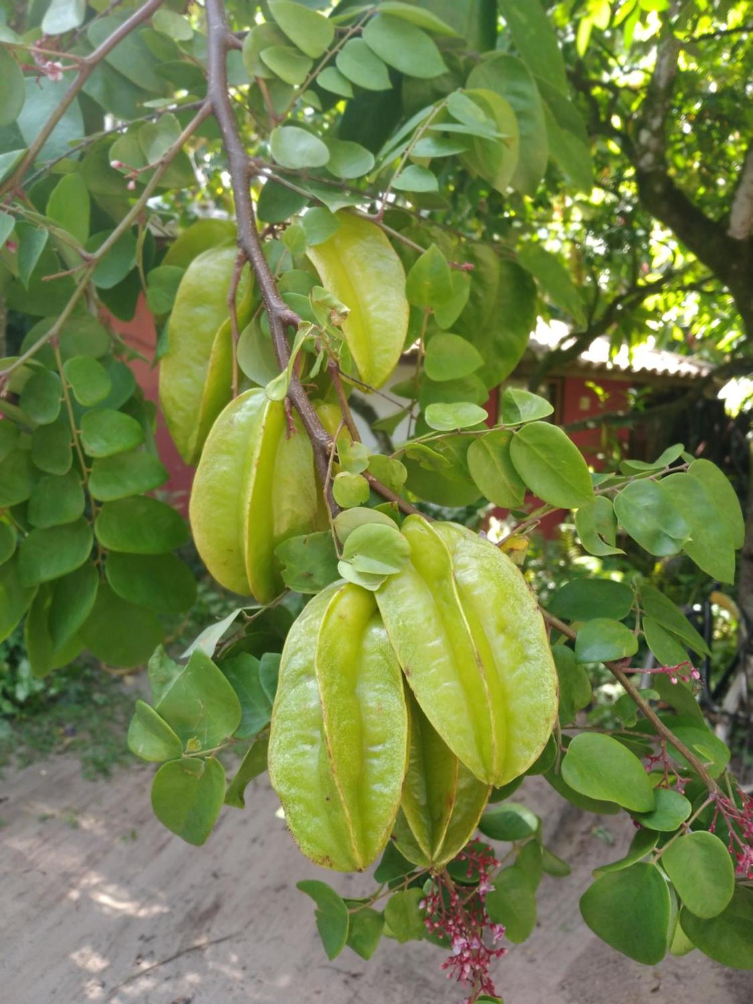 Fruta Pao Barra Grande (Bahia)